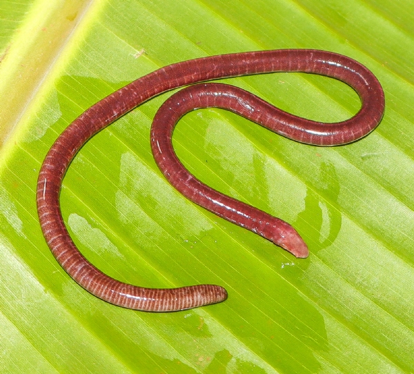 জুলজিক্যাল সার্ভে অফ ইন্ডিয়ার তরফেও ঘোষণা