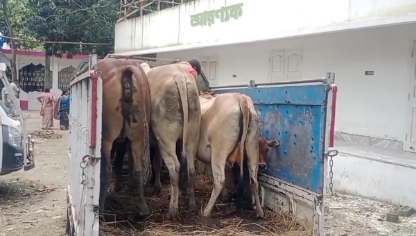 গরু পাচার