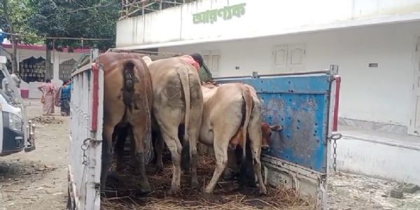 আইহো স্ট্যান্ডে নাকা তল্লাশি, বাছুর-সহ চার গরু উদ্ধার, আটক তিন