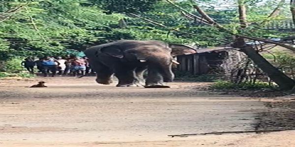 নয়াগ্রামে লোকালয়ে বুনো হাতি জঙ্গল ছেড়ে লোকালয়ে বুনো হাতি, নয়াগ্রামে সকালেই চরম চাঞ্চল্য