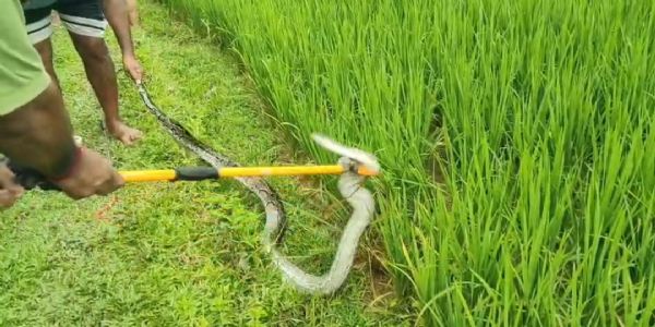 ধানের জমিতে বিশালাকার অজগর, চাঞ্চল্য রাজনগরের জলাপাথরে