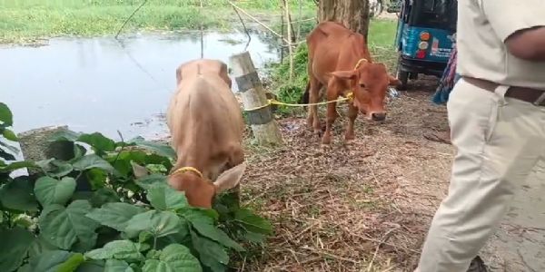 টোটোতে গাদাগাদি করে গবাদি পশু পাচারের চেষ্টা, স্থানীয়দের তৎপরতায় উদ্ধার দুই বাছুর