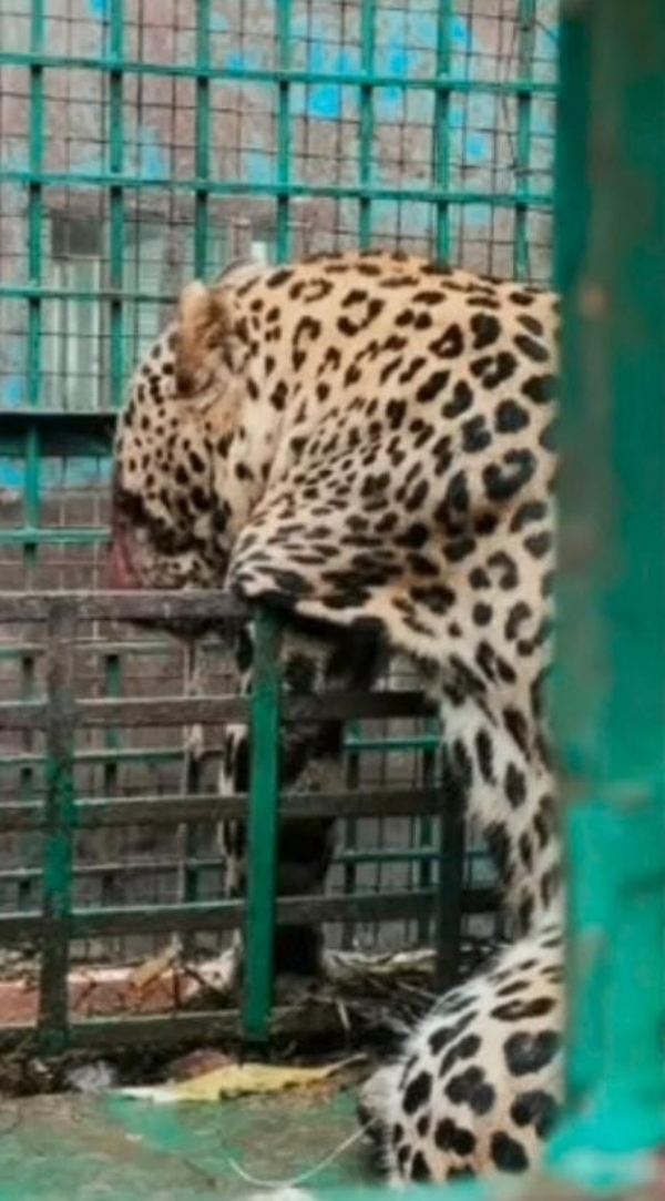 বাহরাইচে খাঁচায় বন্দী চিতাবাঘ, স্বস্তি গ্রামবাসীর