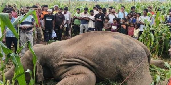 লাতেহারে বিদ্যুৎস্পৃষ্ট হয়ে বুনো হাতির মৃত্যু